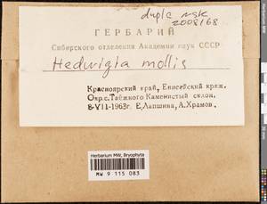 Hedwigia mollis Ignatova, Ignatov & Fedosov, Гербарий мохообразных, Мхи - Красноярский край, Тыва и Хакасия (B17) (Россия)