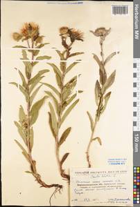 Pentanema hirtum (L.) D. Gut. Larr., Santos-Vicente, Anderb., E. Rico & M. M. Mart. Ort., Восточная Европа, Северо-Украинский район (E11) (Украина)