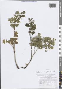 Bасилисник малый L., Восточная Европа, Средневолжский район (E8) (Россия)