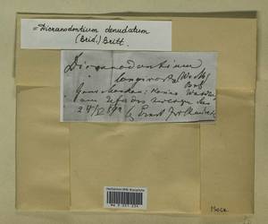 Dicranodontium denudatum (Brid.) E. Britton, Гербарий мохообразных, Мхи - Москва и Московская область (B6a) (Россия)