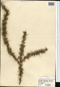 Berberis ulicina Hook. fil. & Thomson, Средняя Азия и Казахстан, Северный и Центральный Тянь-Шань (M4) (Киргизия)