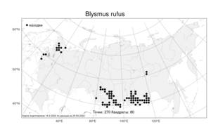 Blysmus rufus, Поточник рыжий (Huds.) Link, Атлас флоры России (FLORUS) (Россия)