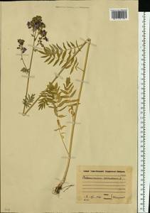 Синюха голубая L., Восточная Европа, Московская область и Москва (E4a) (Россия)