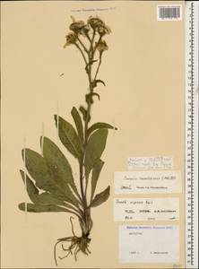 Jacobaea racemosa subsp. racemosa, Кавказ, Дагестан (K2) (Россия)