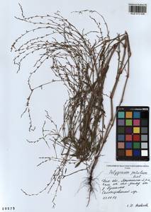 Спорыш отклоненный, Горец отклоненный M.Bieb., Сибирь, Алтай и Саяны (S2) (Россия)