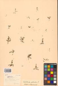 Callitriche palustris subsp. palustris, Сибирь, Дальний Восток (S6) (Россия)