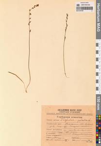 Триостренник болотный L., Сибирь, Чукотка и Камчатка (S7) (Россия)