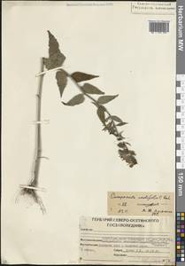 Колокольчик рапунцелевидный L., Кавказ, Северная Осетия, Ингушетия и Чечня (K1c) (Россия)