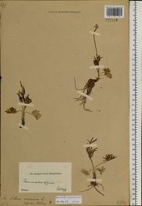 Ranunculus arcticus Richardson, Сибирь, Алтай и Саяны (S2) (Россия)