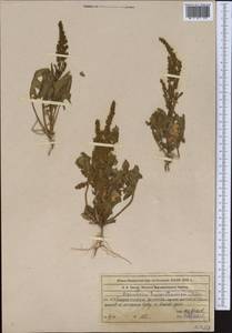 Spinacia oleracea subsp. turkestanica (Iljin) Del Guacchio & P. Caputo, Средняя Азия и Казахстан, Муюнкумы, Прибалхашье и Бетпак-Дала (M9) (Казахстан)
