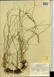 Poa pratensis subsp. pratensis, Сибирь, Западная Сибирь (S1) (Россия)
