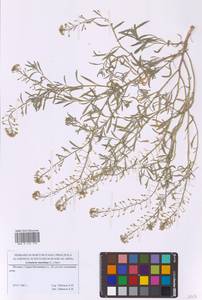 Лобулярия приморская (L.) Desv., Восточная Европа, Московская область и Москва (E4a) (Россия)