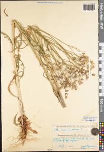 Скерда кровельная L., Восточная Европа, Северо-Украинский район (E11) (Украина)