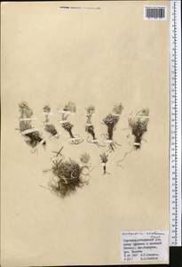 Leontopodium leontopodinum (DC.) Hand.-Mazz., Средняя Азия и Казахстан, Памир и Памиро-Алай (M2) (Киргизия)