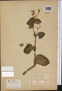 Begonia cucullata var. spatulata (G.Lodd. ex Haw.) Golding, Америка (AMER) (Неизвестно)