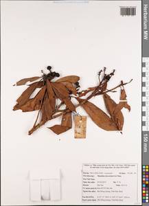Machilus decursinervis Chun, Зарубежная Азия (ASIA) (Вьетнам)