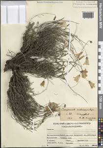 Колокольчик маргаритколистный Adam, Кавказ, Северная Осетия, Ингушетия и Чечня (K1c) (Россия)