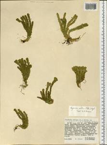 Huperzia selago subsp. appressa (La Pylaie ex Desv.) D. Löve, Сибирь, Дальний Восток (S6) (Россия)