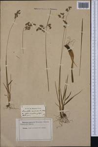 Anthoxanthum australe (Schrad.) Veldkamp, Западная Европа (EUR) (Италия)