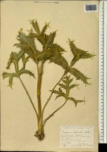 Eryngium billardierei F. Delaroche, Зарубежная Азия (ASIA) (Турция)
