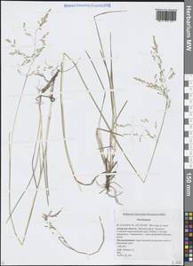 Щучка, Сибирь, Дальний Восток (S6) (Россия)