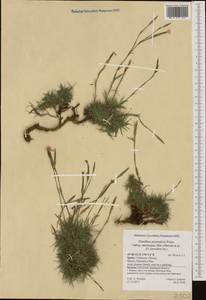 Dianthus pyrenaicus subsp. attenuatus (Sm.) M. Bernal, Laínz & Muñoz Garmendia, Западная Европа (EUR) (Испания)