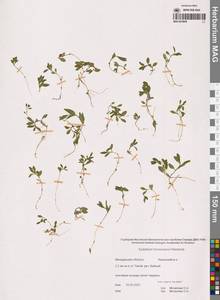 Кипрей Хорнемана, Кипрей Горнемана Rchb., Сибирь, Чукотка и Камчатка (S7) (Россия)