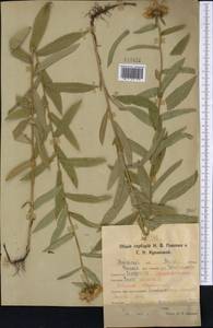 Pentanema salicinum subsp. salicinum, Сибирь, Западная Сибирь (S1) (Россия)