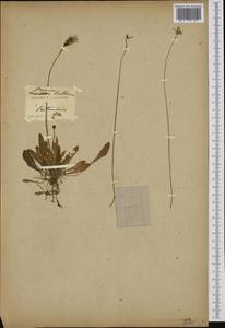 Aetheorrhiza bulbosa subsp. bulbosa, Западная Европа (EUR) (Франция)