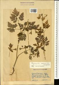 Chaerophyllum nodosum (L.) Crantz, Кавказ, Краснодарский край и Адыгея (K1a) (Россия)