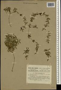 Rubia tenuifolia subsp. brachypoda (Boiss.) Ehrend. & Schönb.-Tem., Зарубежная Азия (ASIA) (Израиль)