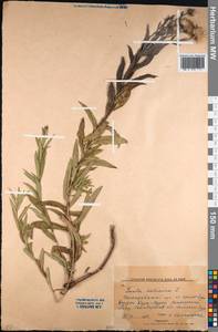 Pentanema salicinum (L.) D.Gut.Larr., Santos-Vicente, Anderb., E.Rico & M.M.Mart.Ort., Средняя Азия и Казахстан, Северный и Центральный Казахстан (M10) (Казахстан)