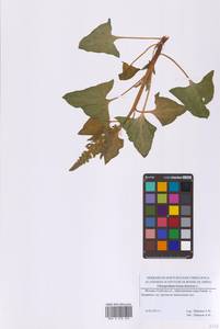 Блитум доброго Генриха (L.) Rchb., Восточная Европа, Московская область и Москва (E4a) (Россия)