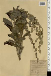 Verbascum oreophilum K. Koch, Зарубежная Азия (ASIA) (Ирак)