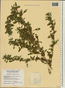 Щирица жминдовидная S.Watson, Крым (KRYM) (Россия)