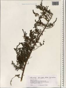 Maireana brevifolia (R. Br.) Paul G. Wilson, Зарубежная Азия (ASIA) (Израиль)