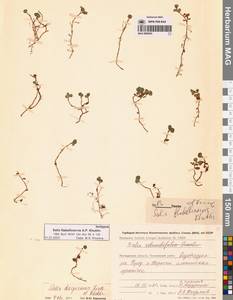 Ива круглолистная Trautv., Сибирь, Чукотка и Камчатка (S7) (Россия)