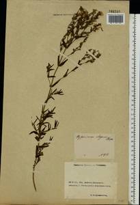 Зверобой изящный Steph. ex Willd., Восточная Европа, Ростовская область (E12a) (Россия)