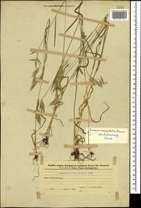 Костер переменчивый, Костер изменчивый Schrad., Кавказ, Азербайджан (K6) (Азербайджан)