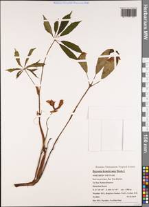 Begonia hemsleyana Hook.f., Зарубежная Азия (ASIA) (Вьетнам)