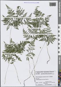 Пузырник горный (Lam.) Bernh., Сибирь, Центральная Сибирь (S3) (Россия)