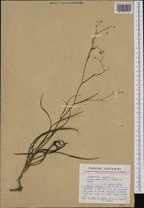 Bupleurum rigidum subsp. paniculatum (Brot.) H. Wolff, Западная Европа (EUR) (Португалия)
