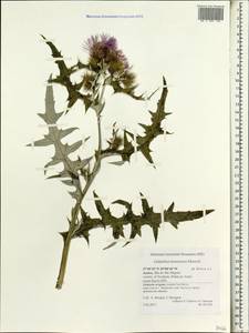Galactites tomentosa Moench, Африка (AFR) (Португалия)
