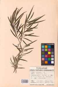 Ива прутовидная, Ива корзиночная L., Восточная Европа, Восточный район (E10) (Россия)