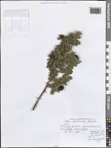 Шиповник припудренный M.Bieb., Кавказ, Дагестан (K2) (Россия)