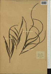 Phyllanthus epiphyllanthus, Австралия и Океания (AUSTR)