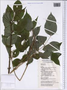 Aralia spinosa L., Америка (AMER) (США)