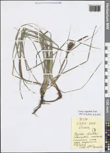 Carex flacca subsp. erythrostachys (Hoppe) Holub, Кавказ, Черноморское побережье (от Новороссийска до Адлера) (K3) (Россия)