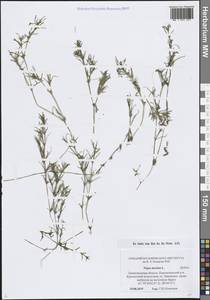 Наяда морская L., Восточная Европа, Северо-Западный район (E2) (Россия)