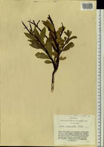 Ива жестеролистная Pall., Сибирь, Алтай и Саяны (S2) (Россия)